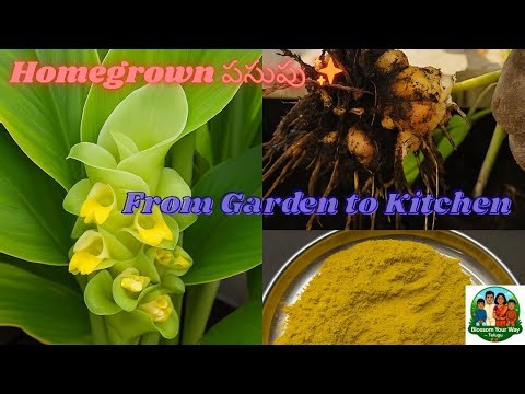 ✨ పసుపు Story – From Garden to Kitchen