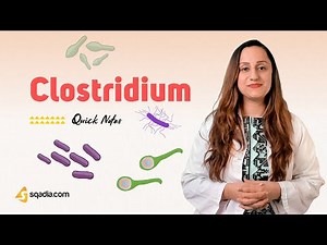 Clostridium | Introducion