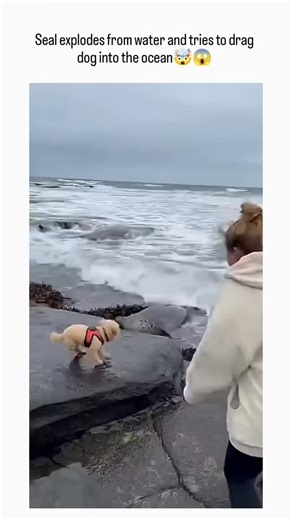 राजस्थान...❣️ on Instagram: "The post depicts a viral video of a seal lunging from Australian waters to grab a leashed dog, pulling it under while the owner reaches futilely, amassing over 2 million views and 1,500 likes in hours. Viewer replies overwhelmingly label it AI-generated due to unnatural movements and physics, though the poster insists it's real; no matching real incidents exist, as Australian seal attacks on dogs are undocumented. Australian fur seals, common in such coastal areas, a