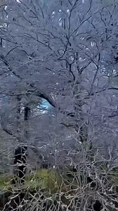 All four seasons is always a possibility when you live in the Smokies! Check out 441 over the mountain after it was closed a couple of days ago because a thunderstorm produced a rain/snow mix and what it did to the trees! #smokies #tennessee #snowinapril #weather #gatlinburg #cherokee 📸 Karen Gibbons | Smoky Mountain Faith, Food & Fun