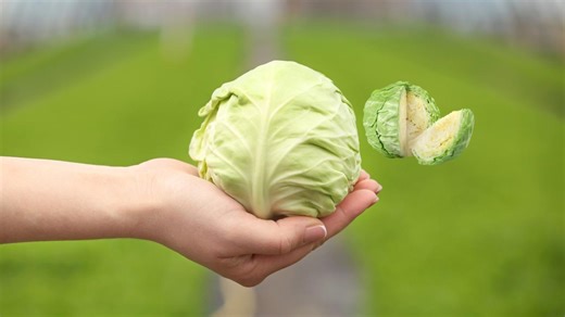 「キャベツ」キャベツはいつ食べると血糖値のコントロールが出来るの？食べるタイミングは？体に良いコツ！（おうちごはんと日常）