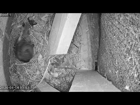 14 Apr 2026 First egg hatched - she eats some shell