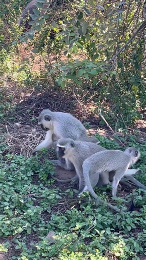Hazel and Kristi have a tiny bodyguard! 😂🐒 #Shorts