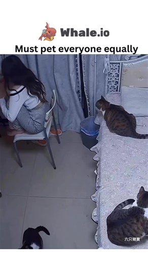 @justviralsttuf on Instagram: "- The post features a 48-second video of a woman in a cozy room juggling attention among at least eight cats, using hands and feet to pet them equally while they lounge on beds and chairs, overlaid with the ironic caption “It hurts to see someone living your dream” to humorously capture cat owners’ envy. - Posted by 9GAG on December 20, 2025, it quickly amassed 18,000 likes and 500,000 views, with replies focusing on the cats’ adorably plump builds and the relatabl