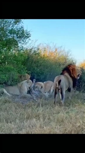 Tanzania Wander | Safari and Travel on Instagram: "Day 29 in Life Safari | What to expect? The Battle Between Lions and Cheetahs in the Wild In the African savannah, encounters between lions and cheetahs are not true battles of equal strength but intense struggles for survival and territory. Lions are powerful apex predators that dominate large areas, while cheetahs rely on speed and agility rather than strength. When these two species meet, the conflict usually favors lions. Lions often chase c