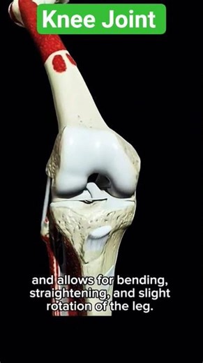 Anatomy of the patella #patella #knee #anatomy