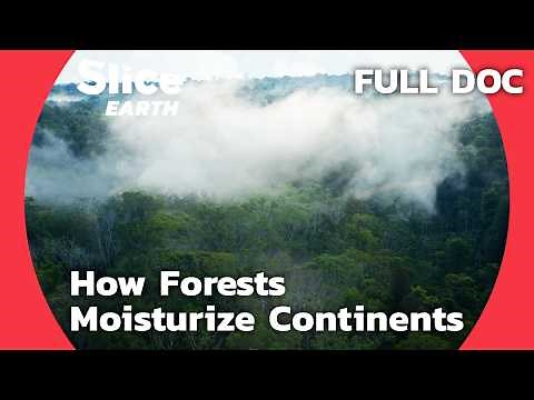 The Biotic Pump: How Amazon Trees Prevent Desertification | SLICE EARTH | FULL DOCUMENTARY