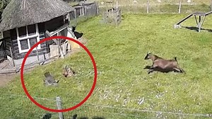 Farm animals rescue a chicken buddy from hawk
