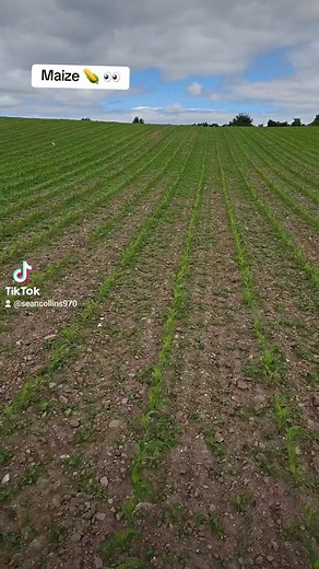 Maize Field Inspection and Spraying Process