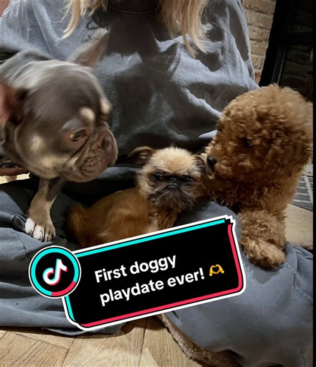 New friends unlocked! Best evening ever! 🐶🐾✨ #friends #puppydog #play #poodle