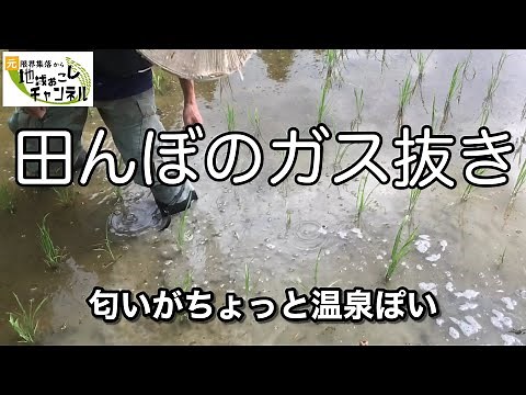 【2020年米作り】田んぼのガス抜き