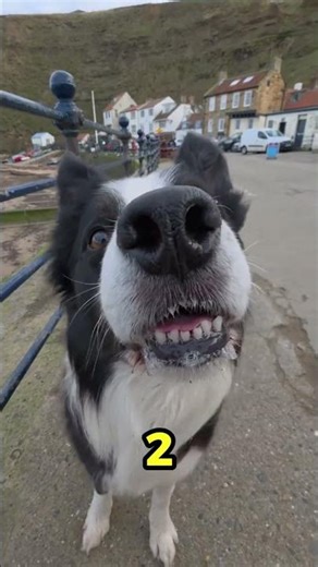 Craziest fetch🎾 #shorts