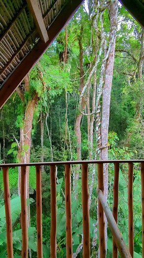 Andasibe, Madagascar🤍🇲🇬 Immerse yourself in a lush tropical forest, where every step reveals extraordinary endemic flora and fauna. Plongez dans une forêt tropicale luxuriante, où chaque pas vous dévoile une faune et une flore extraordinaires et endémiques #madagascar #biodiversity #hotel #fyp