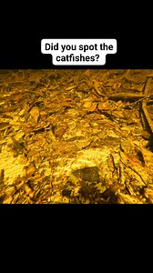 Perfect camouflage! #catfish #camouflage #camo #hidden #explore #fish #tropicalfish #amazon #rainforest #fishes #tropicalfish #fishtank #aquarium | Premier aquatics ltd