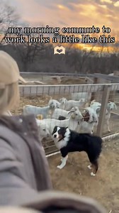 my morning commute to work looks a little like this 🫶🏻🐐 #farming #goatfarm #farmer | Daisy Brown