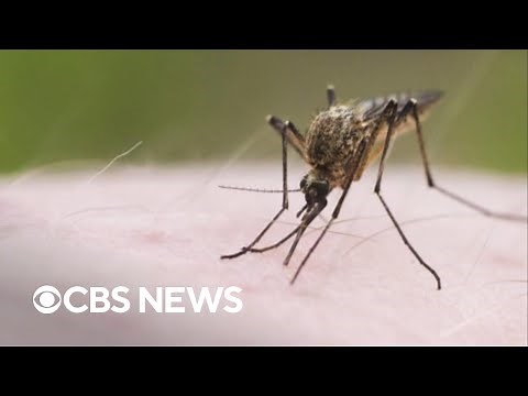 What to know about mosquito-borne EEE virus