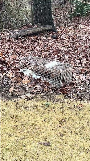 Armadillos digging in your yard? Treat for grubs