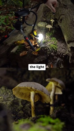 Lighting Mushrooms with LED Arms – Macro Photography Tips 💡🍄