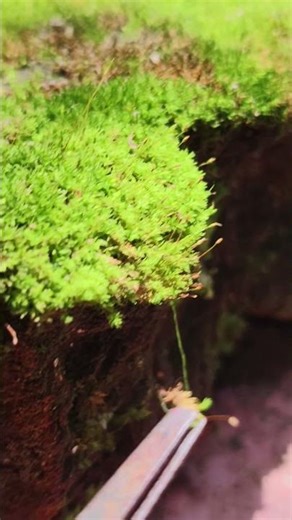 🌱 Moss Sporophyte| Botany Shorts #biology #botanylovers #bryophytes#shorts