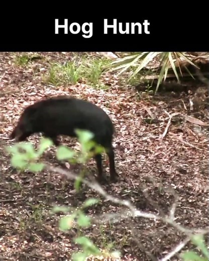 Hog Hunt | Boar Hunting | Animal Hunting Video | Bear Hunting | Deer Hunting | Pig hunting