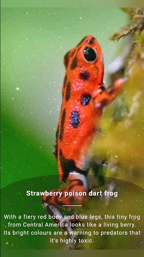 Top 10 Most Colorful Frogs on Earth | Brightest Frogs Ever Seen #shorts 🤔🐸