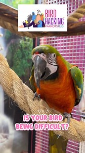 Is your bird being difficult? … here’s a Bird Hack maybe you didn’t know! Part 1. Like & Follow for Part 2 and for more Bird Hacking Solutions. #birdhacking #parrots #parrotsrus #hyacinthmacaw #harlequinmacaw | Kramer Hannibal Curacao