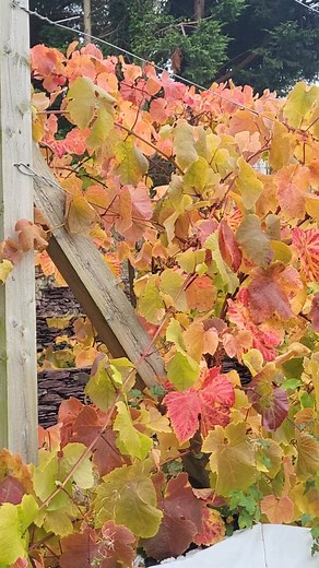 This Vitis is grown for its fruit, but as you can see, the autumn colour alone makes it worth planting! If it’s the foliage rather than the harvest you’re after, there are beautiful ornamental forms too, including Vitis coignetiae and Vitis vinifera ‘Purpurea’, which put on a spectacular autumn show. Whether for grapes or colour, few plants capture the season’s warmth quite like a grapevine. #PetersPlantMagic #TheIrishGardener #AutumnColour #Vitis #Grapevine #IrishGardens #GardenInspiration #Gro