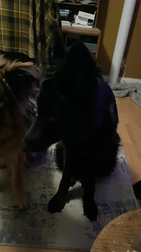 Samson, Levi and Cubby. All waiting for me to toss the ball. Of course they all want the same one. #fyp #dogsoftiktok #germanshepherd #gsd