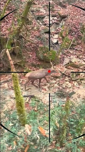 Deer Stalking | cervo in agguato | traque du cerf