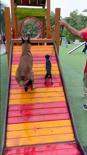 Mini Pinscher’s Speed Run! 🐾 Kanan’s Agility Training at the Dog Park 🏆💨