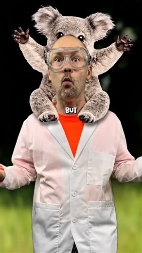 Koalas are dumb | Doctor NOS
