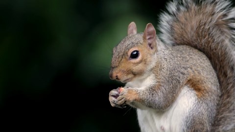 Forest Squirrels Up Close: Incredible Footage in their Natural Habitat