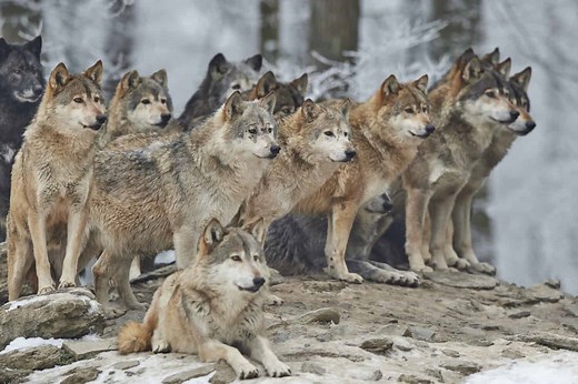 How Do Wolves Hunt? 6 Impressive Strategies They Use