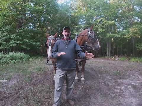 DRAFT HORSES: How I Adjust My Lines (Part 1)