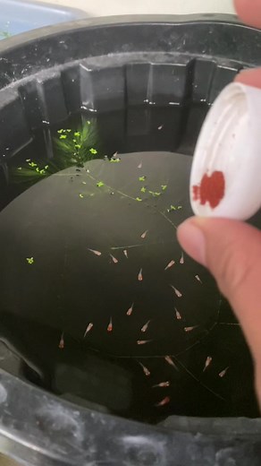 Sunday routine☀️ #bungguppy #guppylover #guppyfullgold #guppykoi #fyp #xyzbca