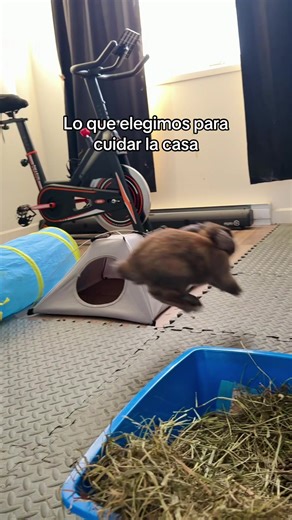Lo que elegimos para defender la casa 🐰😅 #conejito #bunny #hollandlop