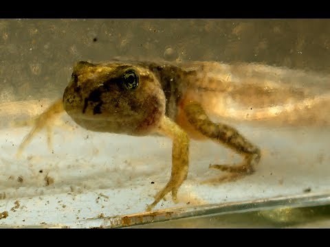 Od vajíčka k žabke (from egg to toad)