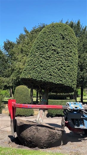 Lifting a 50-year-old Taxus baccata!
