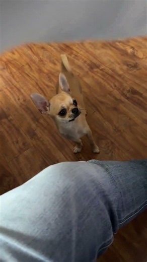 4 lbs Chihuahua busts out his best dance moves! 🕺✨