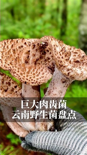 巨大肉齿菌-云南菌子种类盘点 那些你见过不知道名字的野生菌。#捡菌子#大自然的馈赠#蘑菇全说 #创作者中心 #创作灵感
