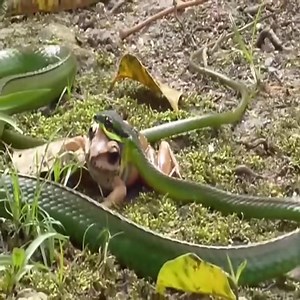 A green snake tries to eat a toad. | Animals Kingdom