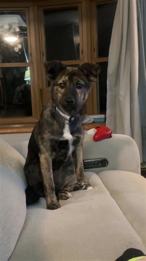 Adorable Mixed Breed Puppies: Huskylab Cuteness