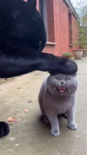 Massive Black Panther pets a Funny Angry Cat! 🐾🤣 #funnyanimals
