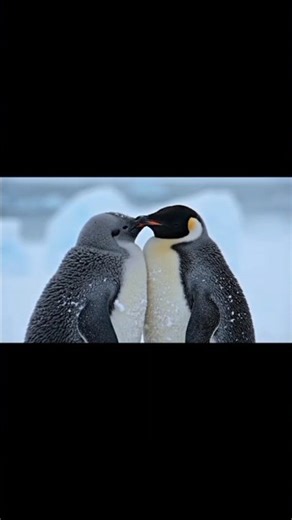 Baby Penguins Trying to Stay Warm ❄️🥹