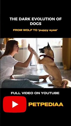 Evolution of dogs watch full video #petpediaa