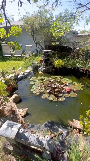 20260315 Waterlily in Monet’s Garden🪷 #rosarianinoldtown #zone9b #nature #gardening #莫奈花园