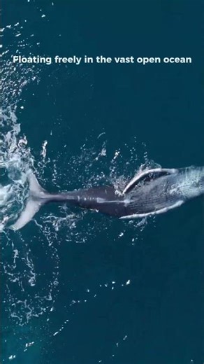 A Whale Calf Learns to Swim in the Open Ocean | 4K ULTRA HD