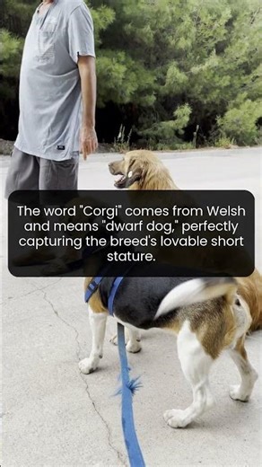 Explore the fascinating meaning of Corgi and why this breed is so cherished