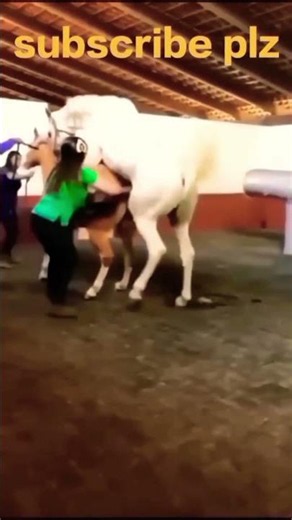 Horse Mating Donkey - Donkeys Breeding - Animals Mating Compilation 2024 #donkeymeeting #shorts.