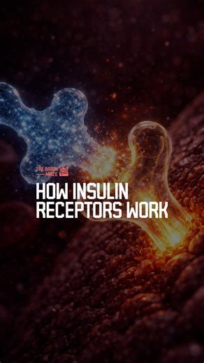How Insulin Receptors Work - How do insulin receptors control whether sugar enters your cells, and what goes wrong in diabetes when this process fails? | The Brain Maze